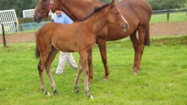 Glacial missile foal (2) 2010.JPG