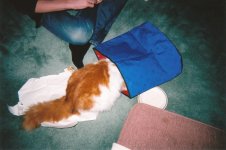 A Cat's Tail.jpg