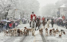 hounds in snow.jpg