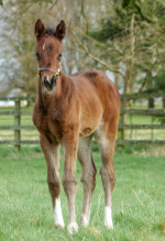 Frankel filly.png