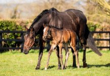 Treve Frankel Filly.jpg