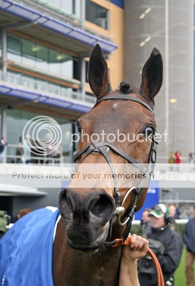 3001056Ascot19Jan08WeeRobbieafterTh.jpg