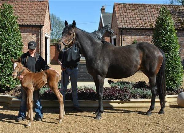 ouija-board-galileo-foal-2011.jpg