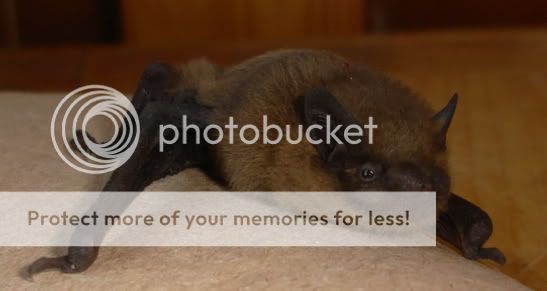 pipistrelle4.jpg