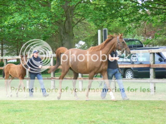 GUINEASWEEKENDINNEWMARKET5TH-6TH-2.jpg