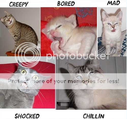 catmoods.jpg