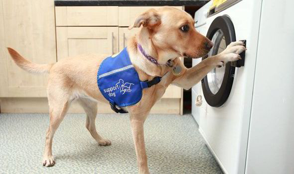 washing-machine-dog-444615.jpg