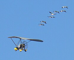 250px-09-01-17_WhoopingCranes.jpg