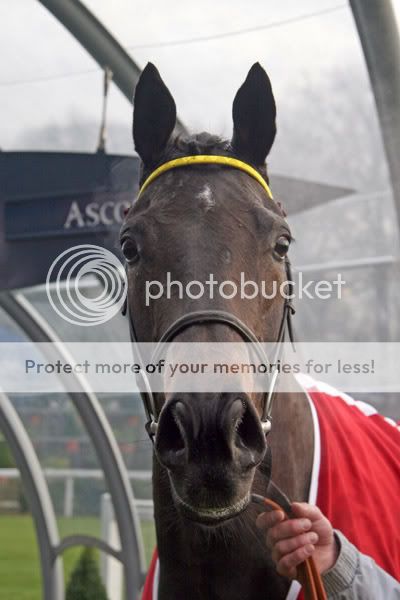 2992066Ascot22Dec07JackTheGiantafte.jpg