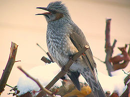 260px-Brown-eared_Bulbul_1.jpg