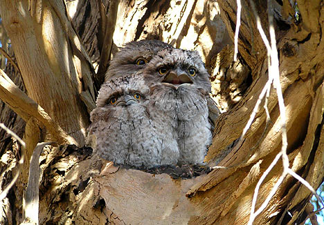 tawnyfrogmouths_468x326.jpg