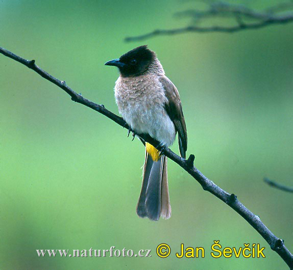 black-eyed-bulbul--pycnonotus-barbatus.jpg