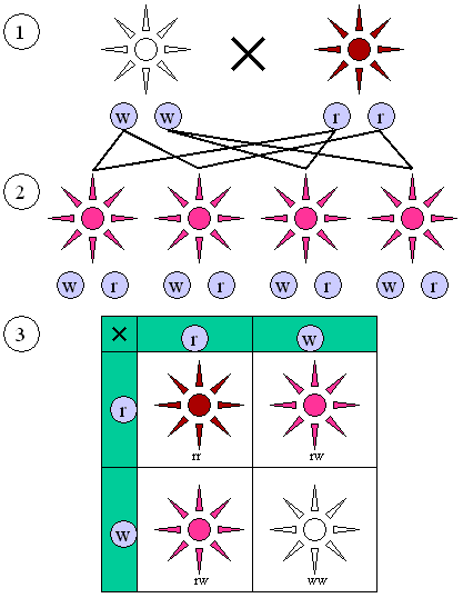 Mendelian_inheritance_1_2_1.png